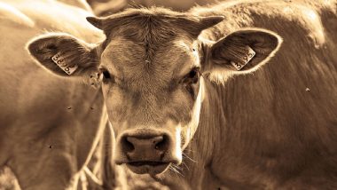 Mad Cow Disease ‘BSE’ Detected in Netherlands, Cow Tests Positive for Bovine Spongiform Encephalopathy